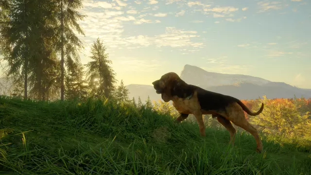 theHunter: Call of the Wild - Bloodhound — скриншот 4 из игры
