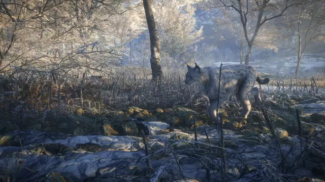 theHunter: Call of the Wild - Medved-Taiga — скриншот 5 из игры